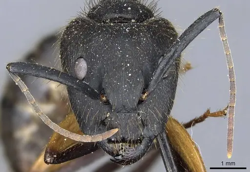 Camponotus renggeri specimen CASENT0905370 image casent0905370_2