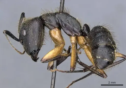 Camponotus renggeri specimen CASENT0905370 image casent0905370_3