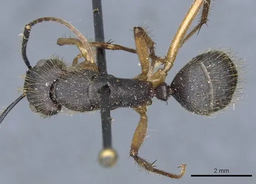 Camponotus renggeri specimen CASENT0905371 image casent0905371_1