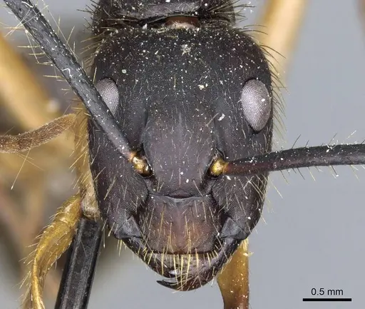 Camponotus renggeri specimen CASENT0905371 image casent0905371_2