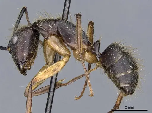 Camponotus renggeri specimen CASENT0905371 image casent0905371_3