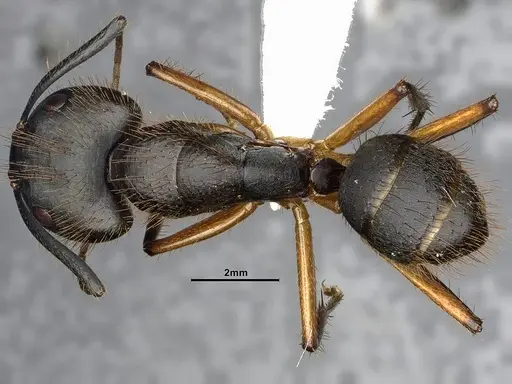 Camponotus renggeri specimen CASENT4032244 image casent4032244_1