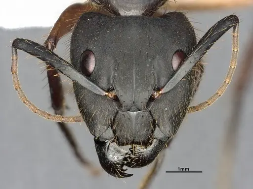 Camponotus renggeri specimen CASENT4032244 image casent4032244_2