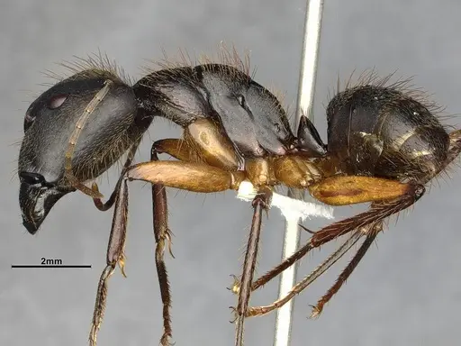 Camponotus renggeri specimen CASENT4032244 image casent4032244_3
