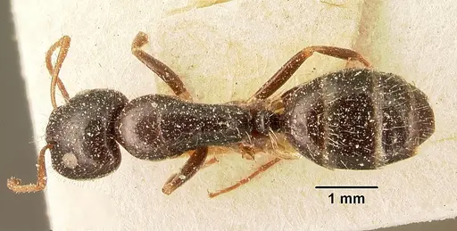 Camponotus repens specimen CASENT0101175 image casent0101175_1