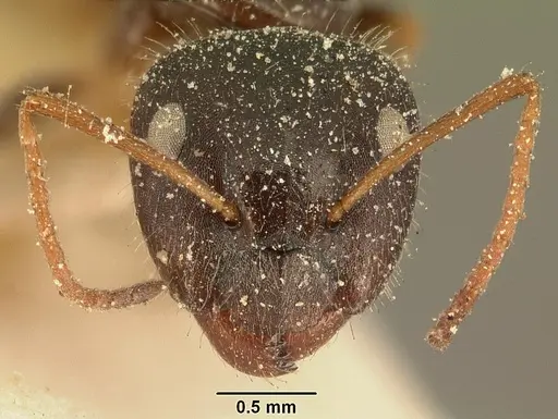 Camponotus repens specimen CASENT0101175 image casent0101175_2
