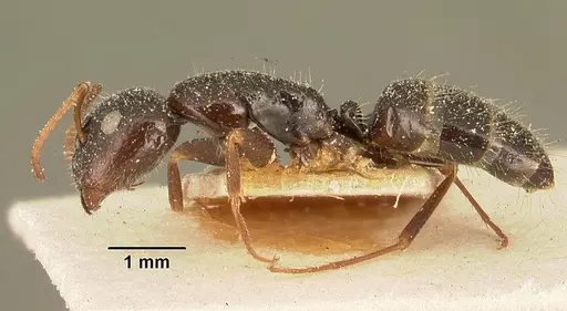 Camponotus repens specimen CASENT0101175 image casent0101175_3
