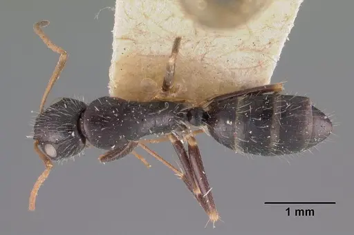 Camponotus repens specimen CASENT0102437 image casent0102437_1