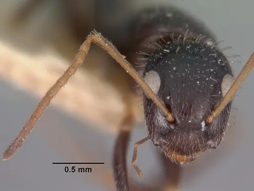 Camponotus repens specimen CASENT0102437 image casent0102437_2