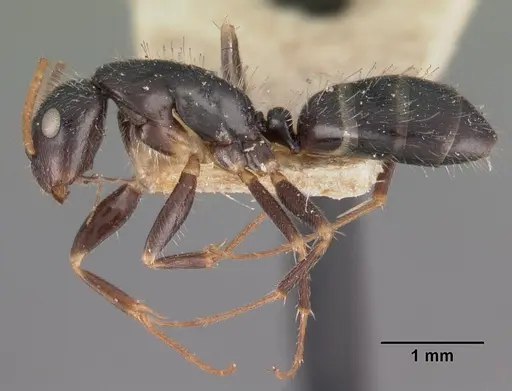 Camponotus repens specimen CASENT0102437 image casent0102437_3