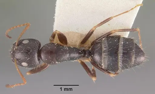 Camponotus repens specimen CASENT0102438 image casent0102438_1