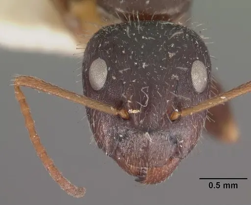 Camponotus repens specimen CASENT0102438 image casent0102438_2