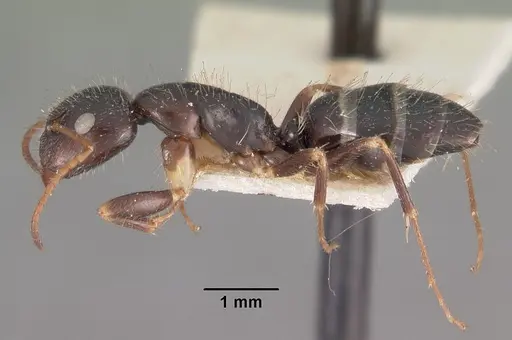Camponotus repens specimen CASENT0102438 image casent0102438_3