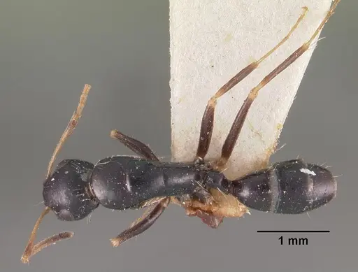 Camponotus repens specimen CASENT0102439 image casent0102439_1
