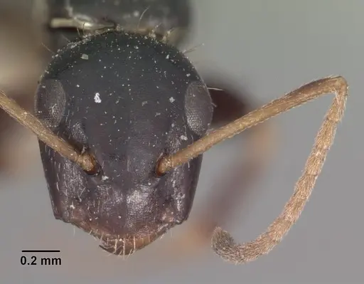 Camponotus repens specimen CASENT0102439 image casent0102439_2