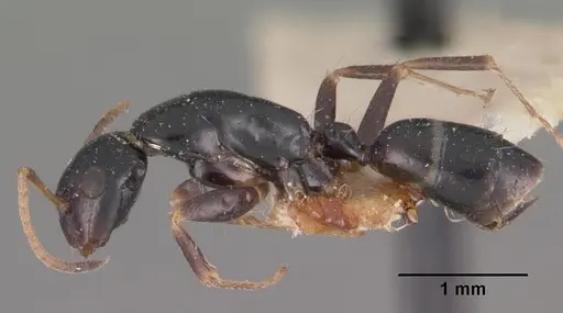 Camponotus repens specimen CASENT0102439 image casent0102439_3