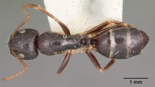 Camponotus repens specimen CASENT0104623 image casent0104623_1