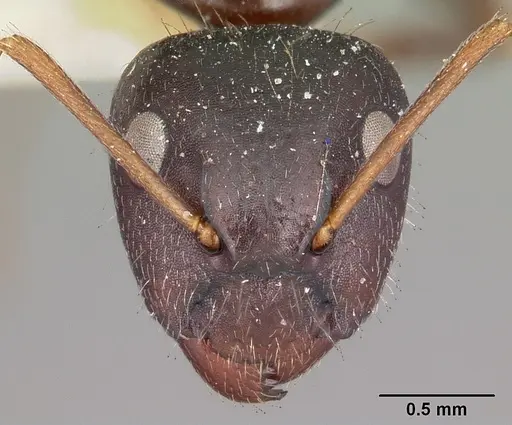 Camponotus repens specimen CASENT0104623 image casent0104623_2