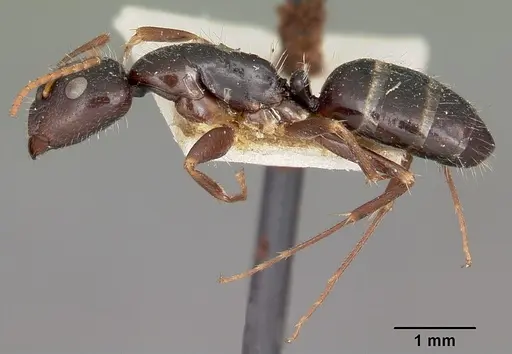Camponotus repens specimen CASENT0104623 image casent0104623_3