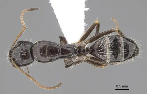 Camponotus repens specimen CASENT0195294 image casent0195294_1