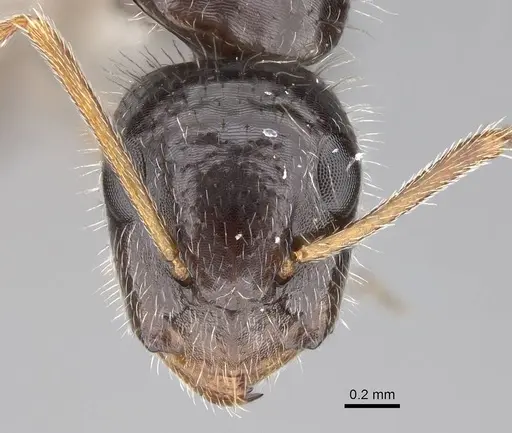 Camponotus repens specimen CASENT0195294 image casent0195294_2