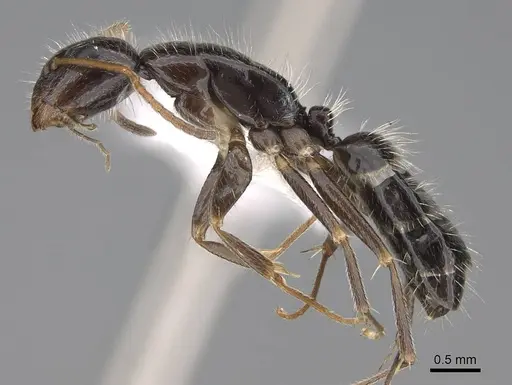 Camponotus repens specimen CASENT0195294 image casent0195294_3