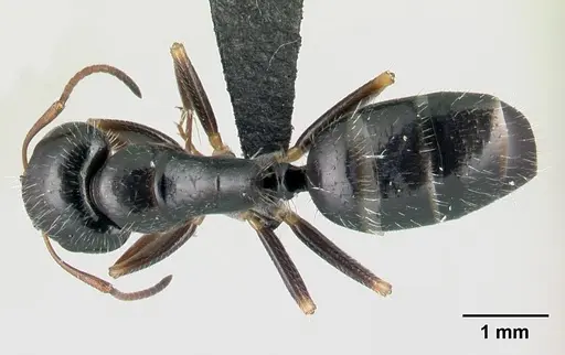 Camponotus repens specimen CASENT0217298 image casent0217298_1