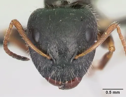 Camponotus repens specimen CASENT0217298 image casent0217298_2