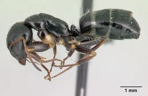 Camponotus repens specimen CASENT0217298 image casent0217298_3