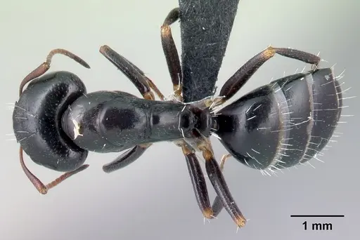 Camponotus repens specimen CASENT0217299 image casent0217299_1