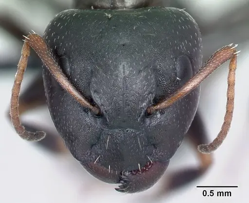 Camponotus repens specimen CASENT0217299 image casent0217299_2