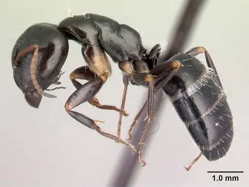 Camponotus repens specimen CASENT0217299 image casent0217299_3