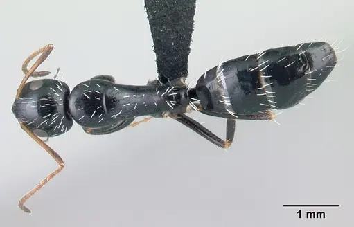 Camponotus repens specimen CASENT0217300 image casent0217300_1