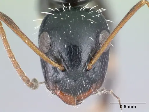 Camponotus repens specimen CASENT0217300 image casent0217300_2