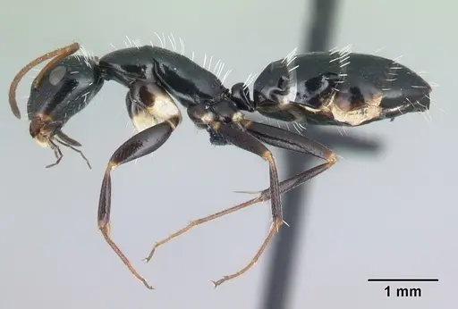 Camponotus repens specimen CASENT0217300 image casent0217300_3