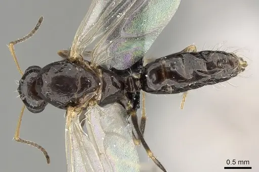 Camponotus repens specimen CASENT0280590 image casent0280590_1