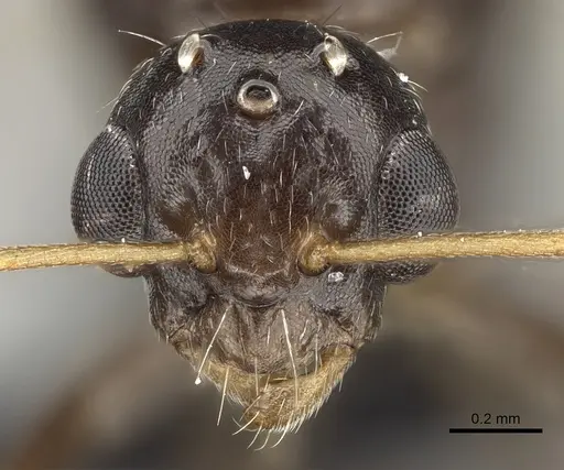 Camponotus repens specimen CASENT0280590 image casent0280590_2