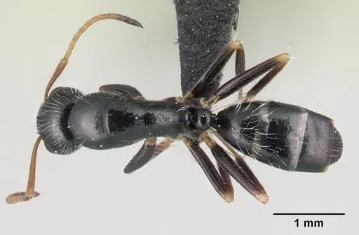 Camponotus repens specimen CASENT0481832 image casent0481832_1
