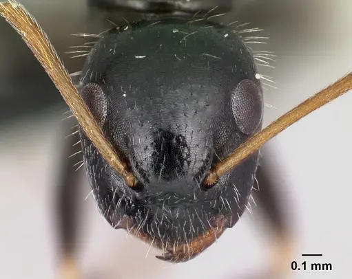 Camponotus repens specimen CASENT0481832 image casent0481832_2