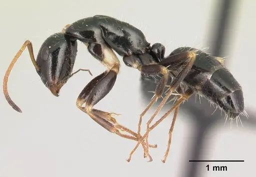 Camponotus repens specimen CASENT0481832 image casent0481832_3