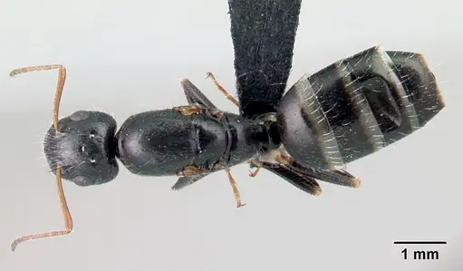 Camponotus repens specimen CASENT0486419 image casent0486419_1