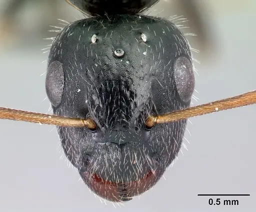 Camponotus repens specimen CASENT0486419 image casent0486419_2