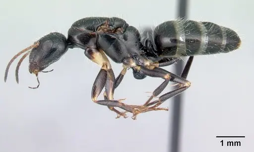 Camponotus repens specimen CASENT0486419 image casent0486419_3