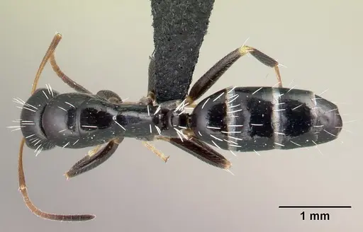 Camponotus repens specimen CASENT0491267 image casent0491267_1