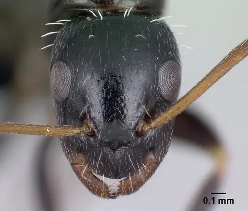 Camponotus repens specimen CASENT0491267 image casent0491267_2