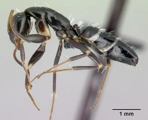 Camponotus repens specimen CASENT0491267 image casent0491267_3