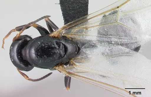 Camponotus repens specimen CASENT0499161 image casent0499161_1