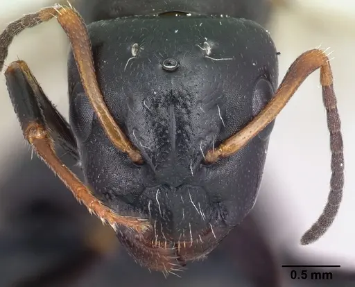 Camponotus repens specimen CASENT0499161 image casent0499161_2