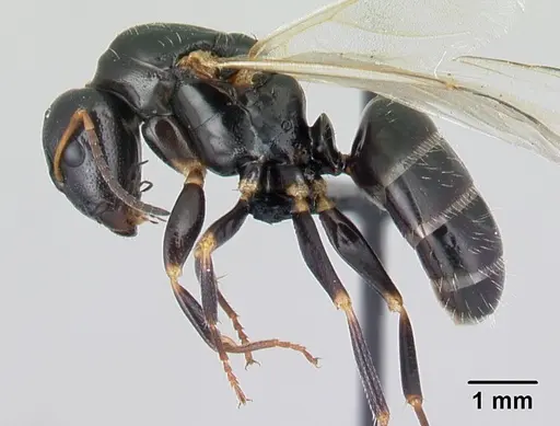 Camponotus repens specimen CASENT0499161 image casent0499161_3