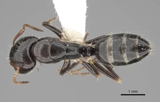 Camponotus repens specimen CASENT0810384 image casent0810384_1